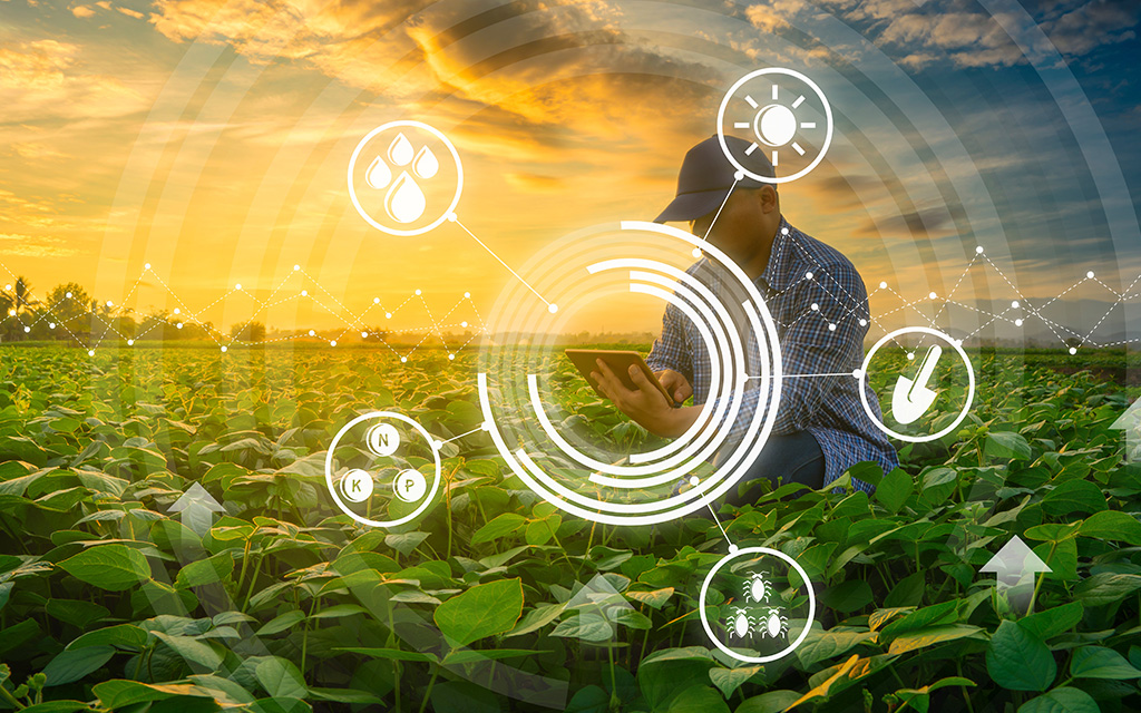 Agriculture technology concepts by the farmer using smartphone in mung bean garden with light shine sunset